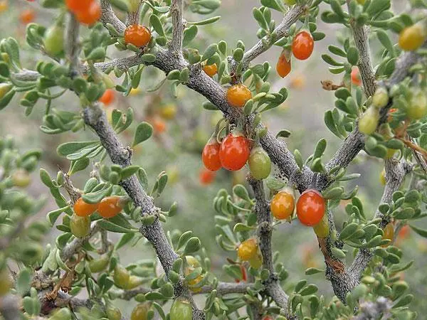 Lycium Andersonii Anderson&#39;S Boxthorn Or Desert Thorn Squawberry 150 Seeds Fresh - £18.54 GBP