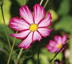 Cosmos &#39;Picotee&#39; Seeds (25+ Seeds) - £3.66 GBP