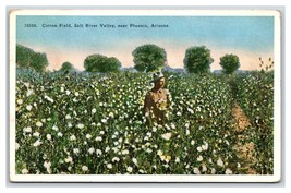 Cotton Field Salt River Valley Phoenix Arizona AZ UNP WB Postcard N18 - £2.35 GBP