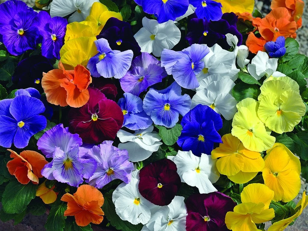 Pansy Seeds Karma Mix 50 Seeds Karma Pansy - $12.77