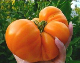  Amana Orange Tomato Seeds - Heirloom - Organic - NON GMO  FRESH  RARE 10+ Seeds - £8.79 GBP