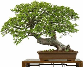 Fresh Jocadew Chinese Elm Bonsai Tree Prized Bonsai Specimen Jocad (50 Seeds) Sh - £32.30 GBP