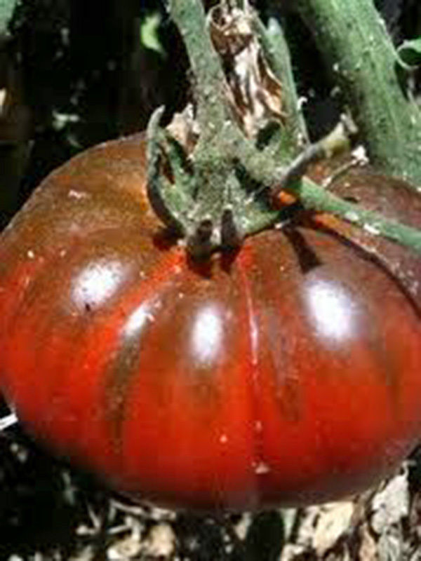 TOMATO, BLACK FROM TULA, HEIRLOOM, ORGANIC 25+ SEEDS, LARGEST BLACK TOMATO-TASTY