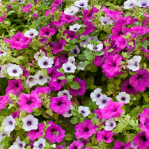 Petunia Bonsai Garden Home Flowers Balcony Flowers 100 PCS Seeds - £8.55 GBP