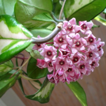 Rooted Start - Hoya Carnosa Wax Plant - Variagated Cream &amp; Green Leaves ... - £7.91 GBP