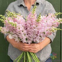 1000 Legend Light Pink Snapdragon Seeds for Garden Fast US Shipping - $10.96