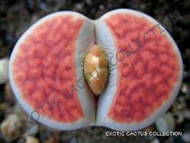 Rare Lithops Karasmontana Orange Ice, Living Stones Rare Mesembs Seed 30 Seeds - £7.16 GBP