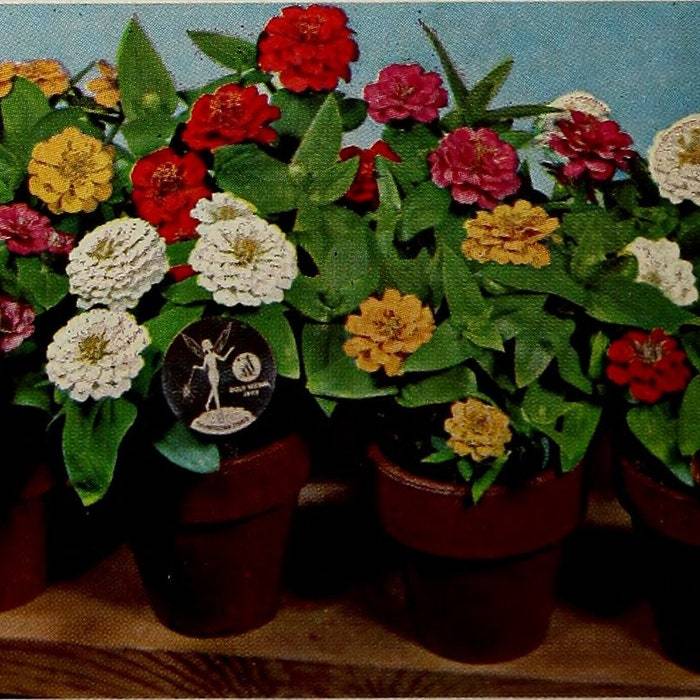 Zinnia Lilliput Seed Fresh Fast Shipping - $9.96