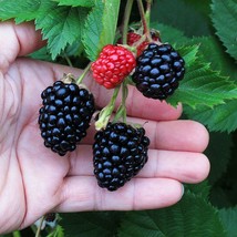 5 Live Berry Plants Triple Crown Blackberry Bushes/Shrubs - £102.18 GBP