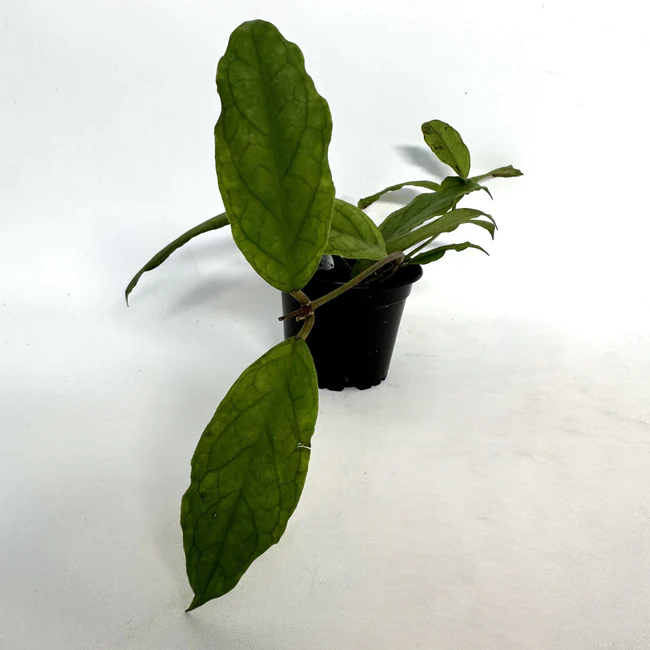 LWS Hoya Mistie 3.5 inch Fast Shipping - $150.00