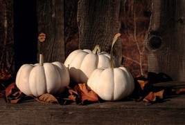 5 Casper Pumpkin Curcubita pepo Halloween Favorite seeds - £3.28 GBP