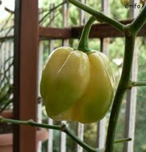 25 Giant White Habanero Pepper Seeds-1175A