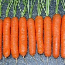 700 Little Finger Carrot Seeds Fresh Harvest For 2024 GardensFrom US  - £6.59 GBP