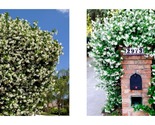 CONFEDERATE STAR JASMINE Rooted STARTER Plant Fragrant Vine - $40.93