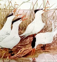 Terns And Seabird Varieties #2 1936 Bird Art Lithograph Color Plate Prin... - £19.59 GBP