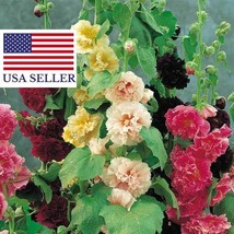 50 Seeds Alcea Rosea Chaters Double Carnival Mix Alcea Atléia Royal Malva Malvai - $16.84