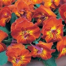 30 Viola Angel Amber Kiss Shade Loving Perennial Flower Seeds US Seller Fast Shi - £7.50 GBP