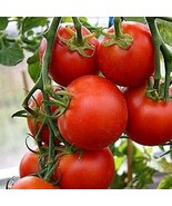 Fastest Tomato in the World to Ripen 40 Seeds - £7.97 GBP