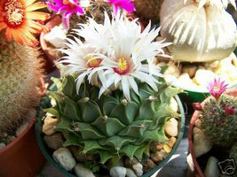 Obregonia denegrii  antichoke plant exotic slow grow rare cactus seed 10 SEEDS - £7.18 GBP