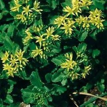 Best Sedum Ellacombianum 50 Seeds - $8.79