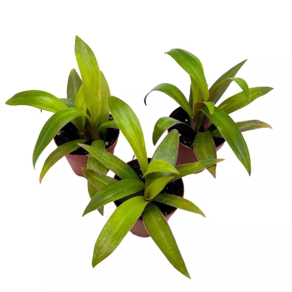 Moses The Cradle Tradescantia spathacea 2 in Set of 3 Boat Lily Tiny Mini - £40.40 GBP
