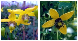 Live Plant - Helios Tangutica Clematis - The Best Yellow - 2.5&quot; Pot - $50.99