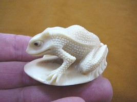 tb-frog-5) large white Frog TAGUA NUT palm figurine Bali carving amphibi... - £38.37 GBP