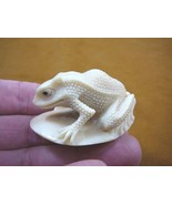 tb-frog-5) large white Frog TAGUA NUT palm figurine Bali carving amphibi... - €42,60 EUR