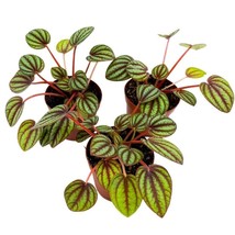 Peperomia Piccolo Banda, 2 inch Set of 3, Red and Green Streaks - £18.15 GBP