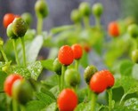 80 Seeds Premium Chile Pequin Bird Eye Hot Pepper Seeds Fast Shipping - £7.22 GBP