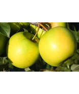 HT 25 Greensleeves Apple Seeds Garden Seeds - $13.73