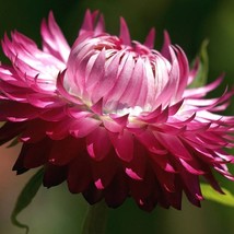 USA SELLER New 50 Pink Double Strawflower Helichrysum Bracteatum Flower Seeds - £11.13 GBP