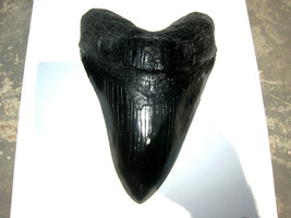 3 Inch Long Megalodon Tooth Replica Big Fossil Giant Relic Teeth Huge Shark Meg - £6.32 GBP