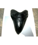 3 INCH LONG MEGALODON TOOTH REPLICA BIG FOSSIL GIANT RELIC TEETH HUGE SH... - $7.87