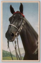 Beautiful Black Horse Alfred Mainzer Postcard W25 - £5.46 GBP