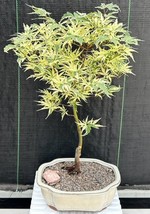 Variegated Butterfly Japanese Maple Bonsai Tree  (Acer palmatum Butterfly) - £63.76 GBP