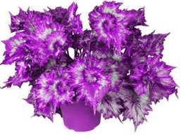 AQL 100 Of Colorful Plectranthus Coleus Seeds - $9.91