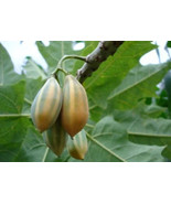 25 Oak Leaved Papaya Seeds USA FAST SHIPPING - $11.61