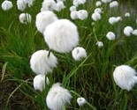 Eriophorum Angustifolium Flowers Fuzzy White Blooms Plants Gardening 15 ... - $5.99