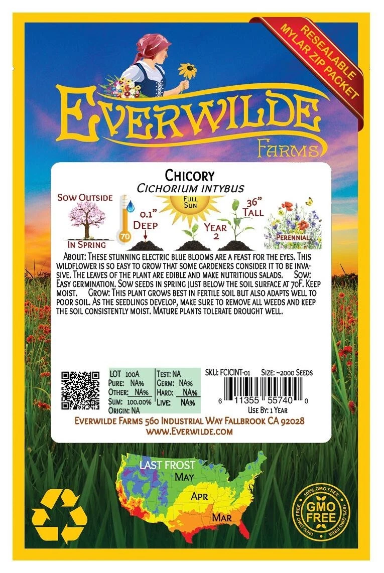 2000 Chicory Wildflower Seeds  - $13.84