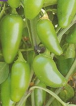 Mucho Nacho Jalapeno Pepper 10 Seeds USA Seeds Fast Shipping - $30.97