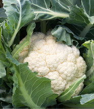 SEPT 200+ Cauliflower Seeds Snowball Self Blanching Cauliflower(Brassica Olerace - £4.54 GBP