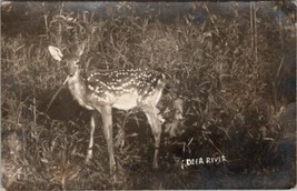 RPPC Deer River Minnesota Adorable Fawn 1909 to Kimball Wisconsin Postcard U20 - £10.11 GBP