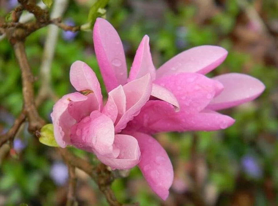 Ann Magnolia Tree/Shrub - 6-12&quot; Tall Live Plant - 2.5&quot; Pot - Potted Seed... - $32.99