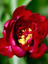 Deep Red Peony 20 Seeds - &#39;Jiaoyang&#39; Series - Large Double Flowers - £9.39 GBP
