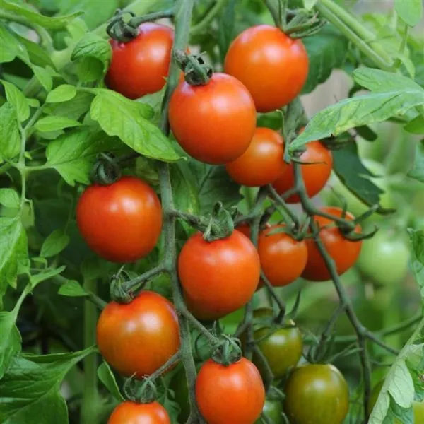 25 Orange Zinger Tomato Seeds Cherry Tomato Fresh Seeds - $41.50