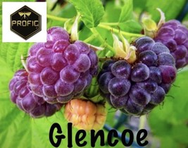 SEPTH 4 Glencoe Raspberry Plants Purple Live Plant Fruit Sale - $41.99