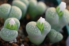50 Seeds Lithops Succulent Living Stone Colorful Face Exotic Rock - £6.27 GBP
