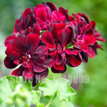New Arrival 100  pcs Rare Color Geranium Plant,Perennial Flowers Garden Seed Flo - £21.97 GBP