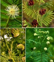 SEPTH 30+ Fresh Illinois Bundleflower SEEDS (Desmanthus illinoensis) Prairie-Mim - $3.81